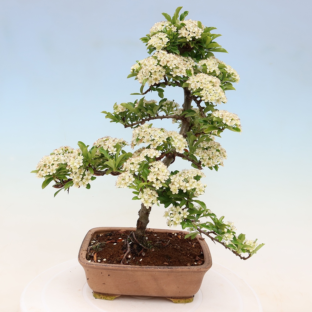 Bonsai da esterno - Pyracantha teton - Pyracantha scarlatta