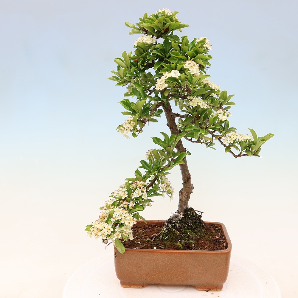 Bonsai da esterno - Pyracantha teton - Pyracantha scarlatta