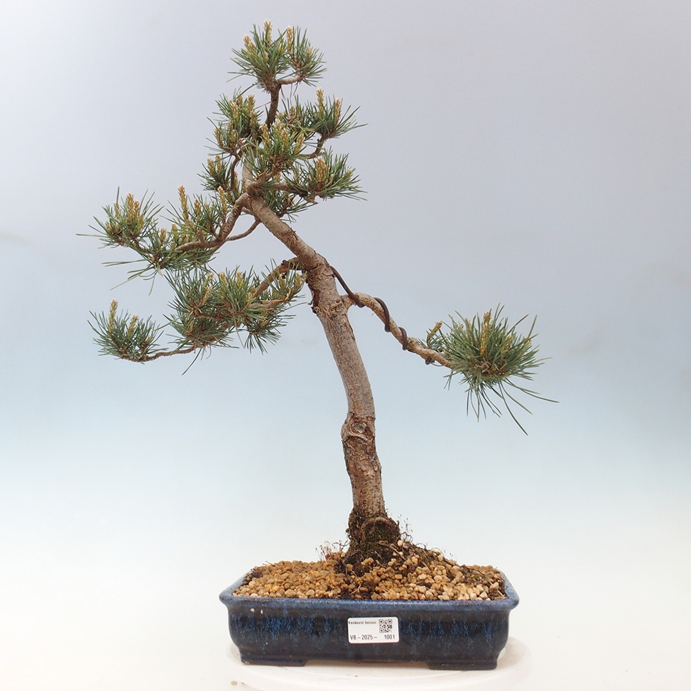 Bonsai da esterno - Pinus Sylvestris Watererri - Pino silvestre