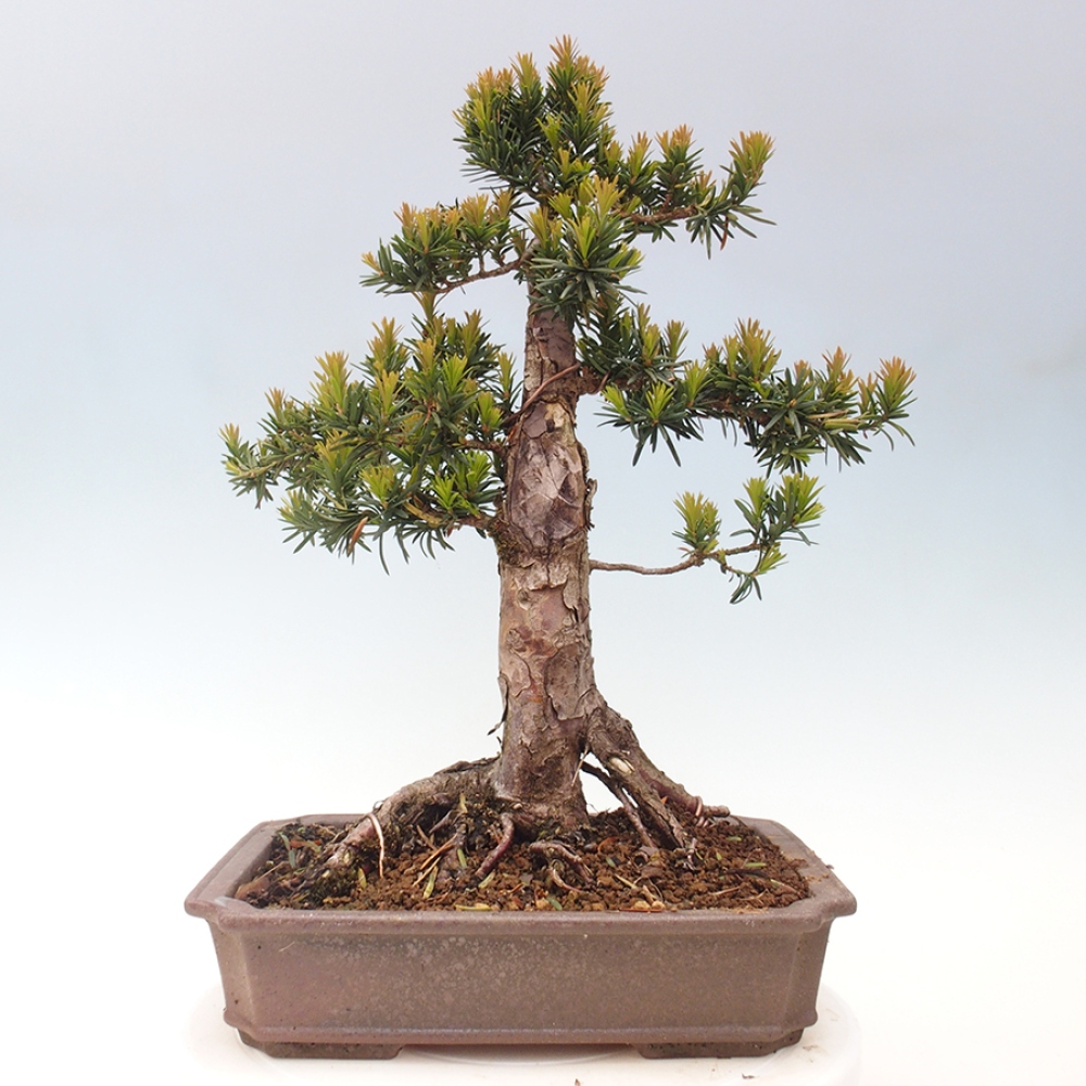 Bonsai da esterno - Taxus cuspidata - Tasso giapponese