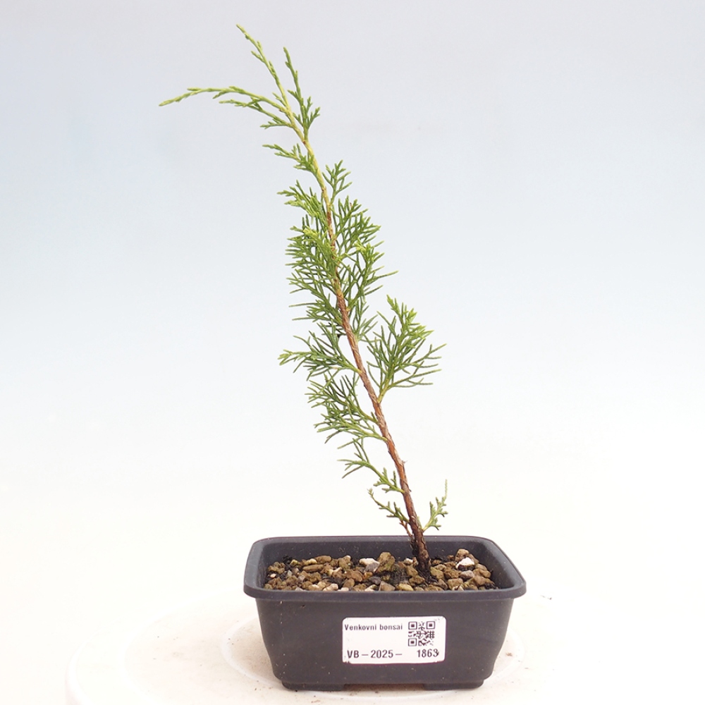 Bonsai da esterno - Juniperus chinensis Itoigawa