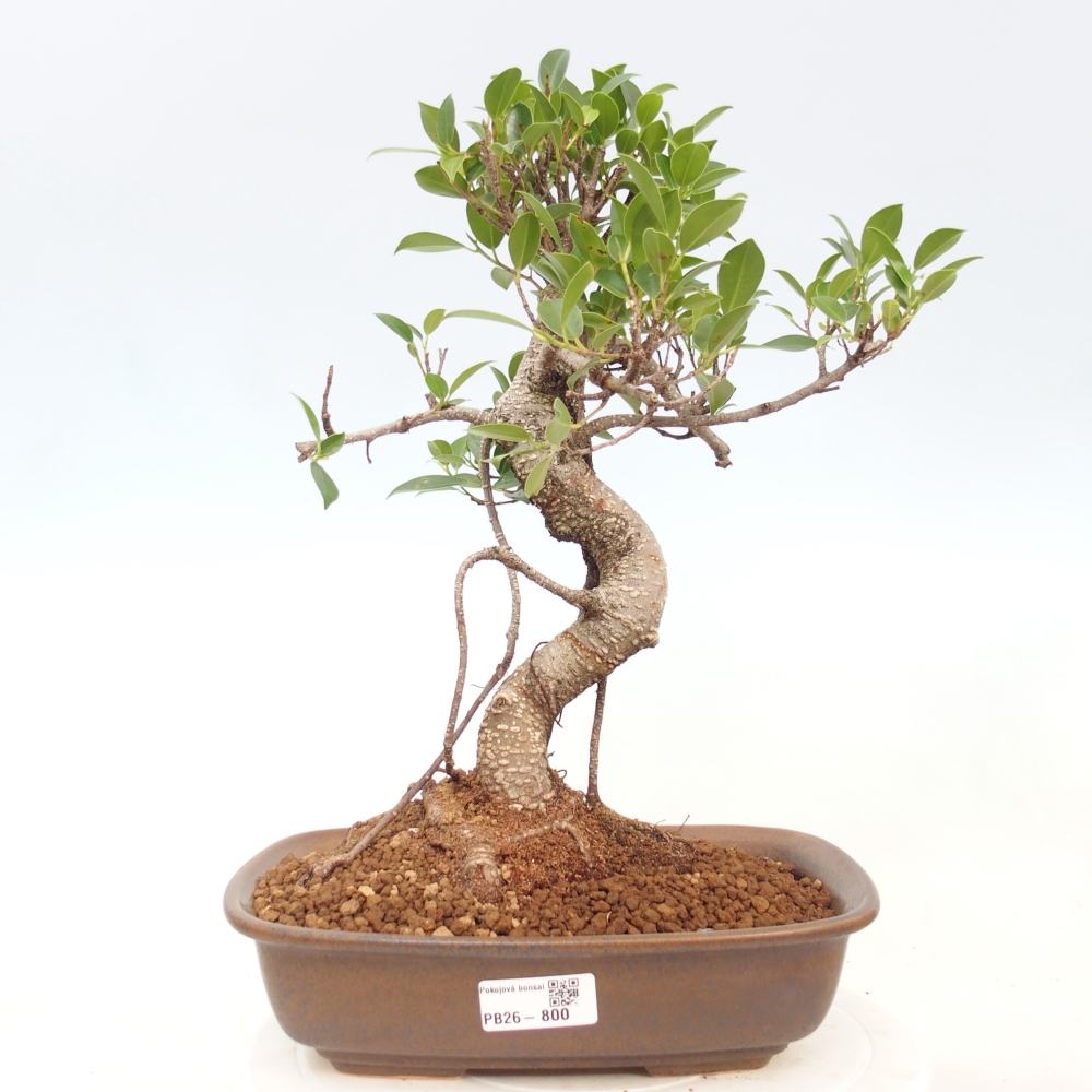 Camera bonsai - Ficus kimmen - ficus a foglie piccole