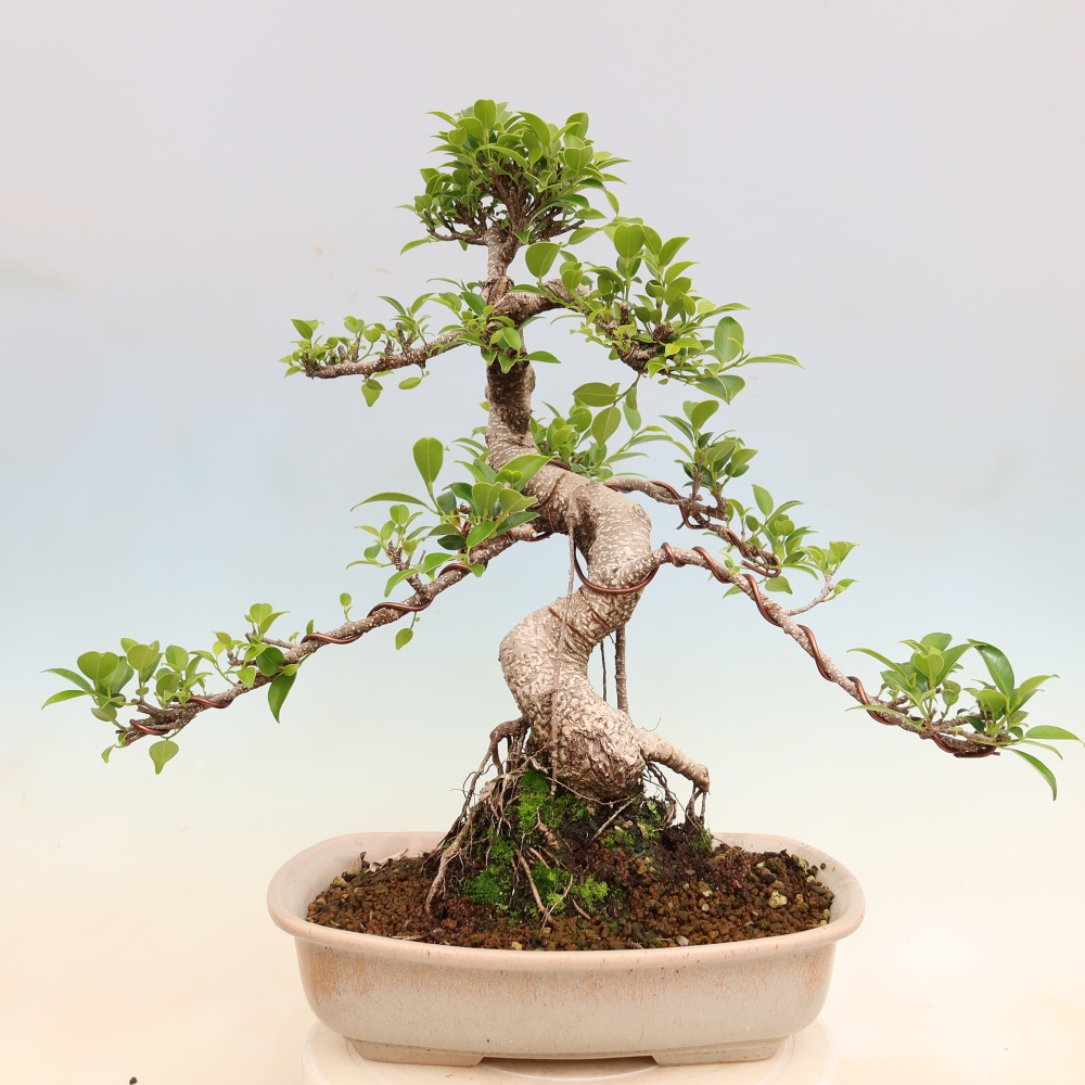 Camera bonsai - Ficus kimmen - ficus a foglie piccole