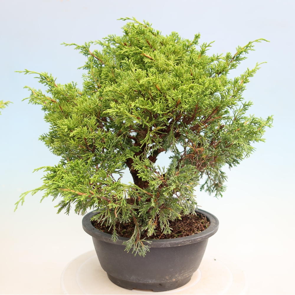 Bonsai da esterno - Juniperus chinensis Itoigawa-Juniperus chinensis