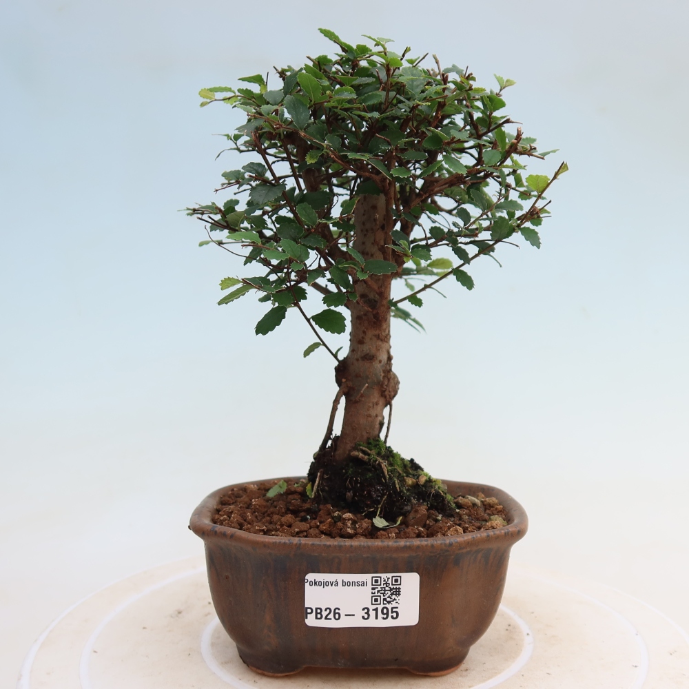 Camera bonsai - Ulmus parvifolia - Olmo a foglie piccole