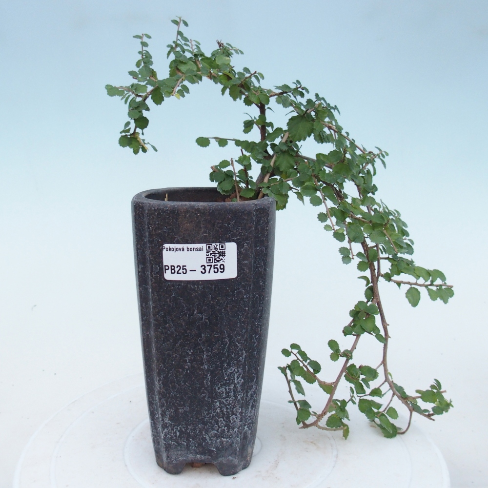 Camera bonsai - Grewia sp. - Grewia malafolia