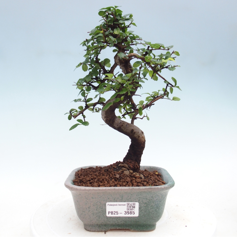 Camera bonsai - Ulmus parvifolia - Olmo a foglie piccole