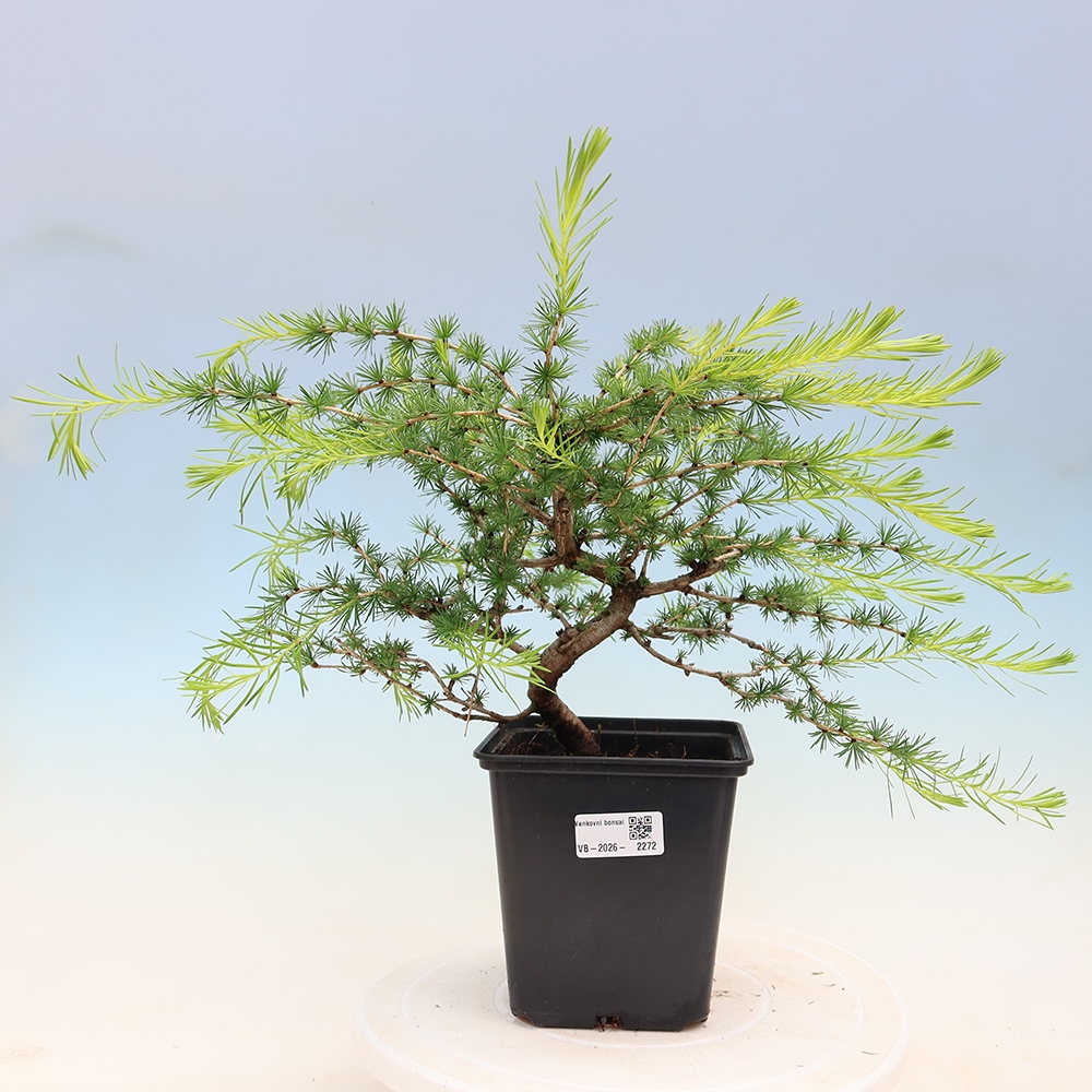 Bonsai da esterno -Larix decidua - Larice