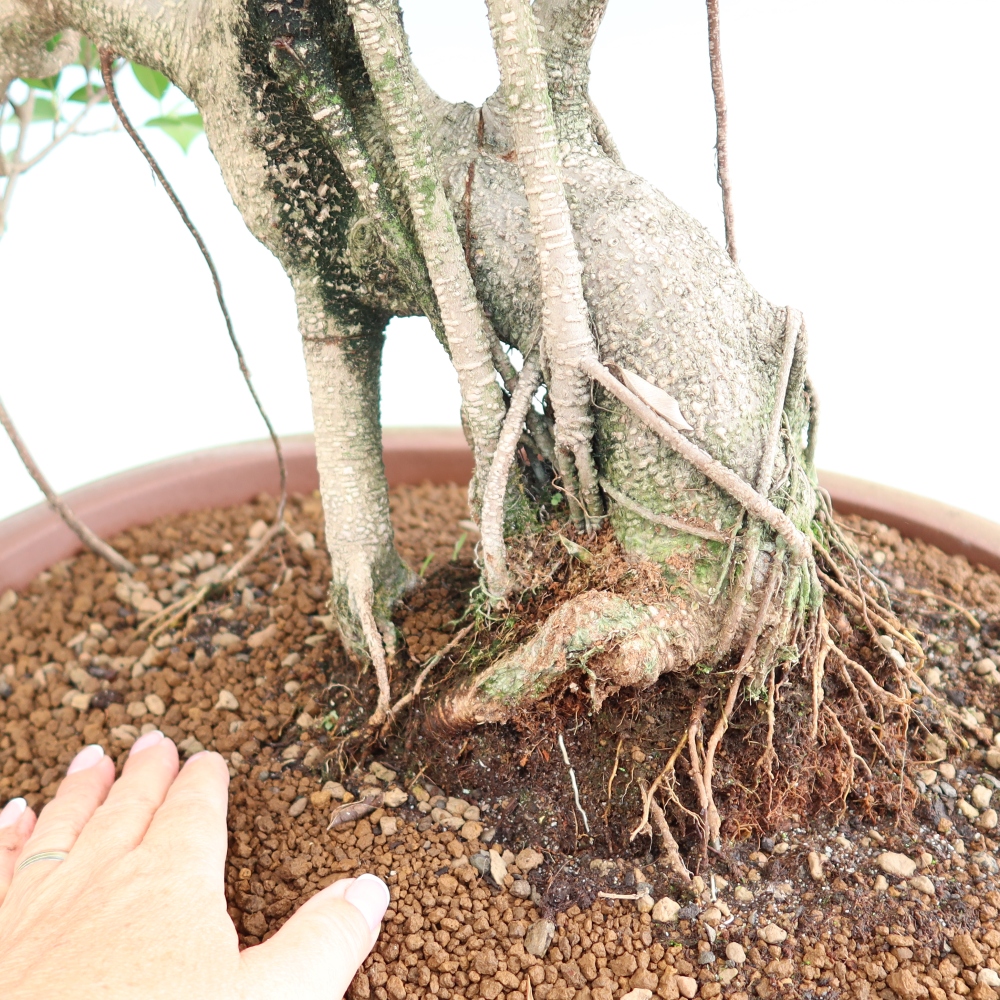 Camera bonsai - Ficus kimmen - ficus a foglie piccole