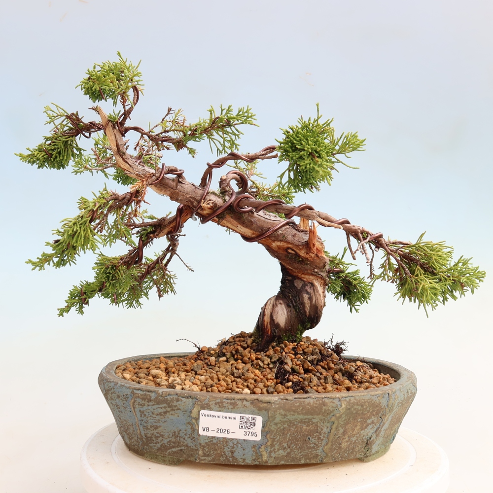 Bonsai da esterno - Juniperus chinensis Itoigawa-Juniperus chinensis