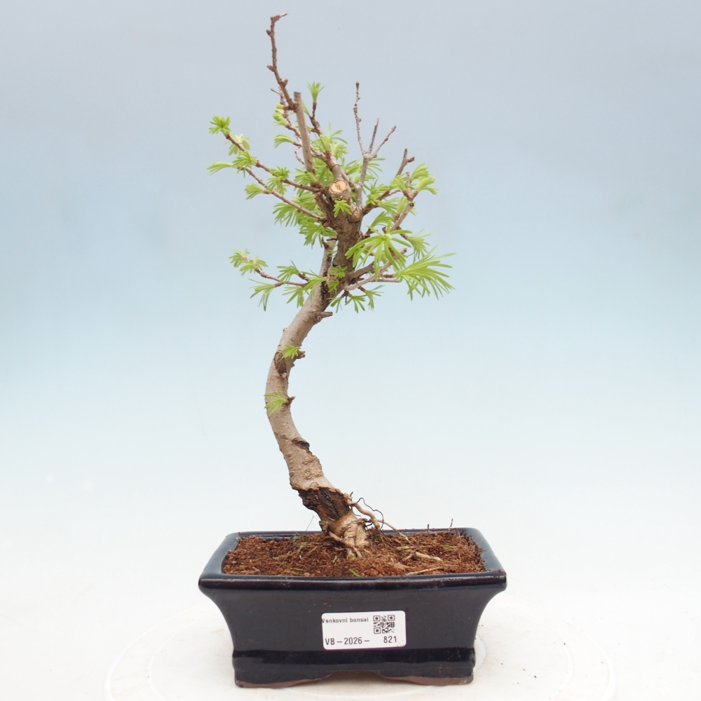 Bonsai da esterno -Pseudolarix amabis-Pseudolarix amabis