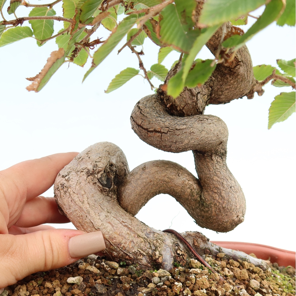 Bonsai da esterno -Carpinus CARPINOIDES - Carpino coreano