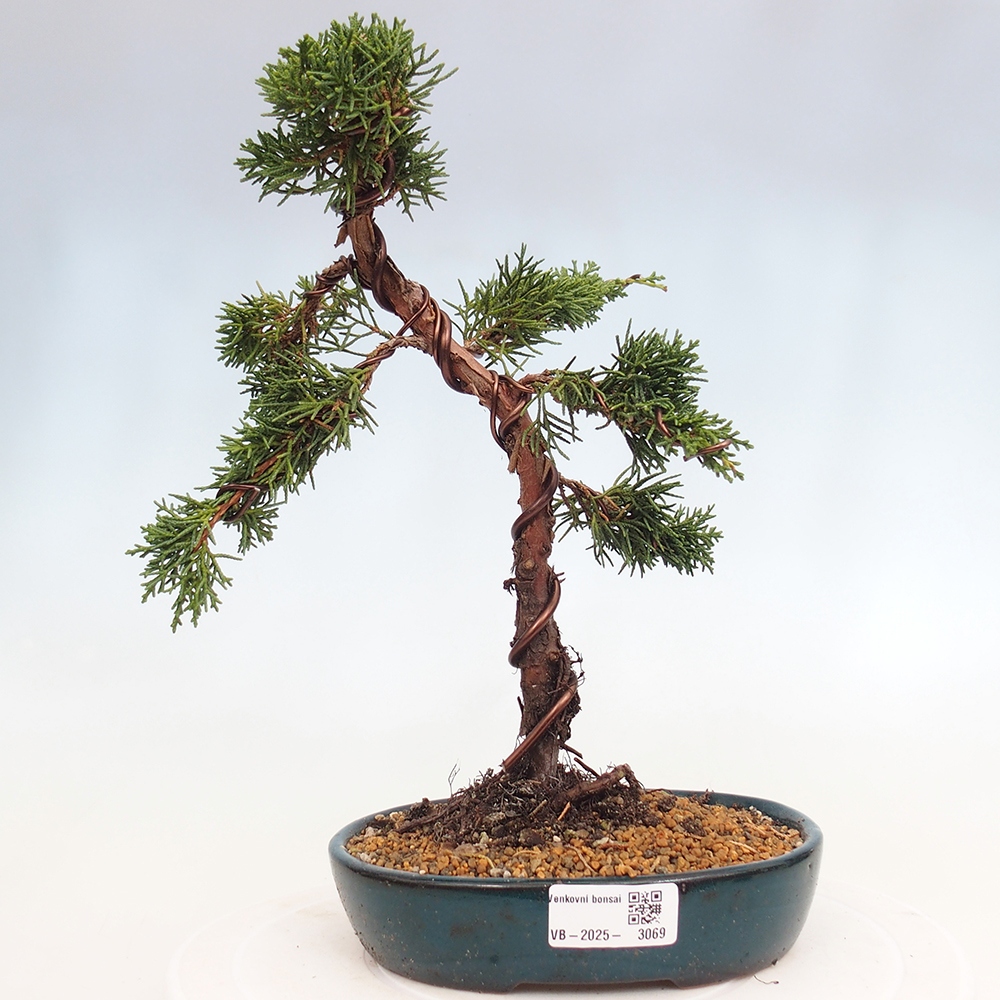 Bonsai da esterno - Juniperus chinensis Kishu