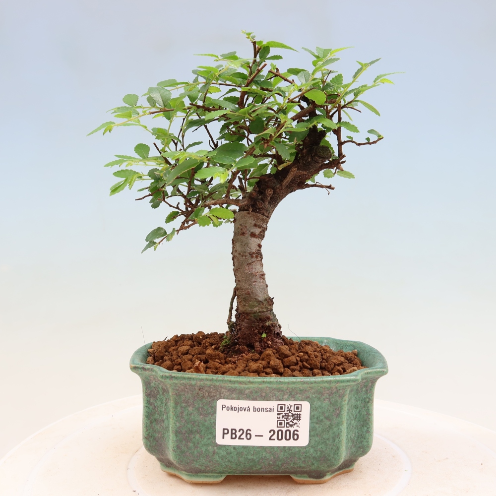 Camera bonsai - Ulmus parvifolia - Olmo a foglie piccole