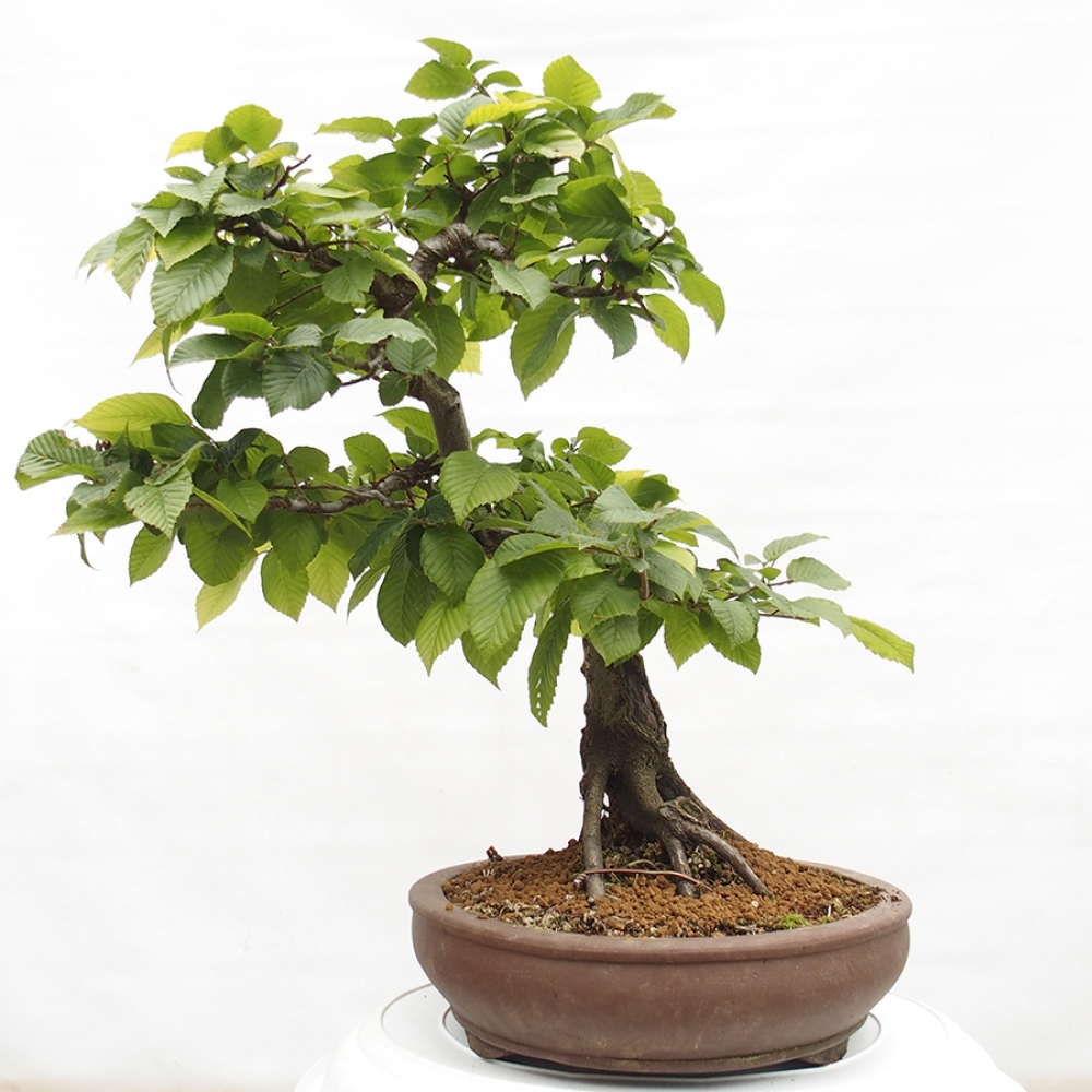 Bonsai da esterno - Carpino - Carpinus betulus