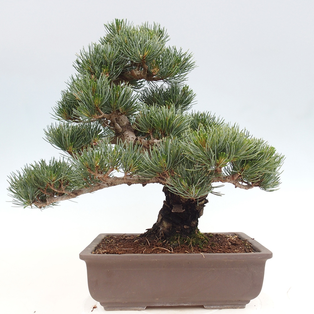 Bonsai da esterno - Pinus parviflora - Pinus parviflora