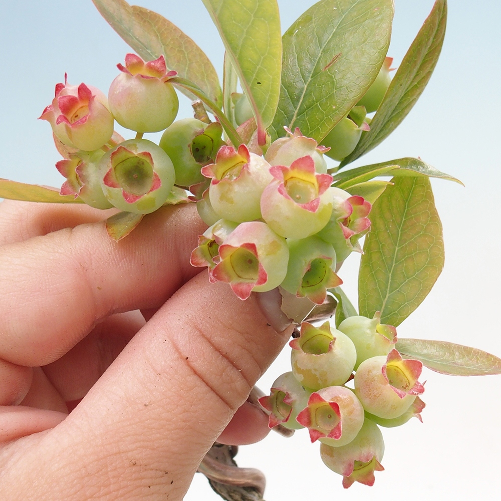 Bonsai da esterno - Mirtillo canadese - Vaccinium corymbosum