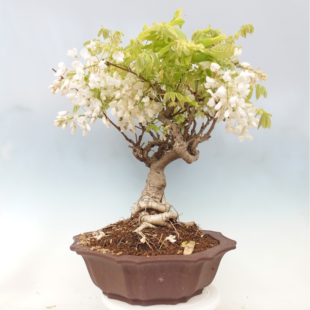 Bonsai da esterno - Vistaria - Glicine