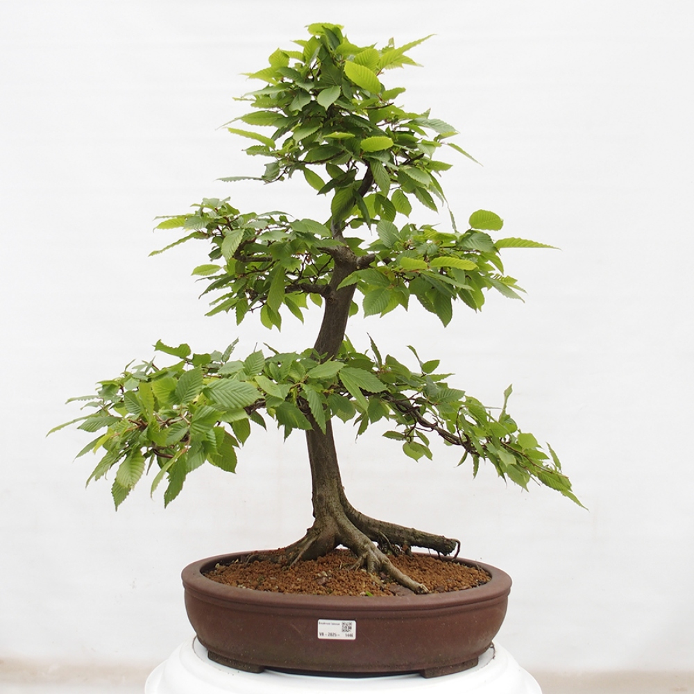 Bonsai da esterno - Carpino - Carpinus betulus