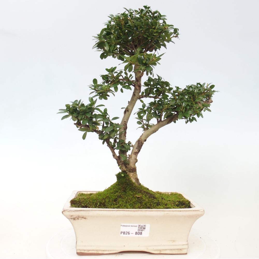 Camera bonsai - Ilex crenata - Agrifoglio