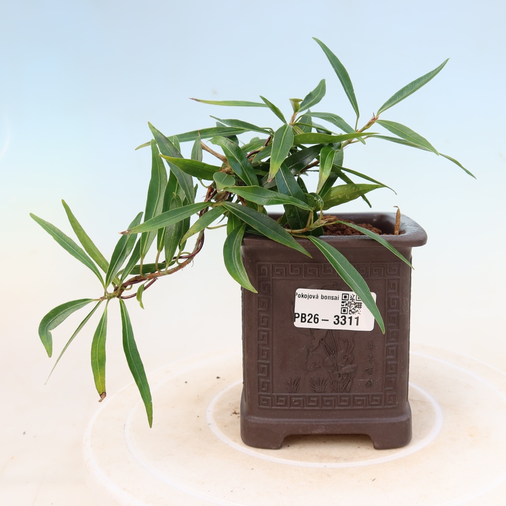 Camera bonsai - Ficus nerifolia - ficus a foglie piccole
