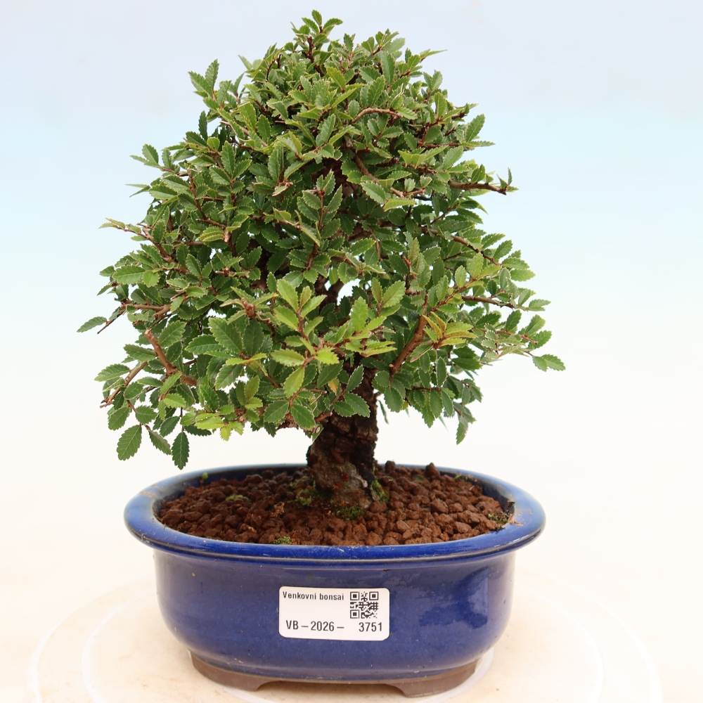 Bonsai da esterno - Zelkova - Zelkova NIRE