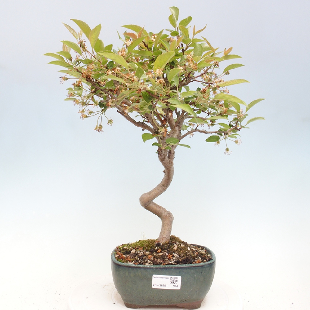 Bonsai da esterno -Malus halliana - Melo a frutto piccolo