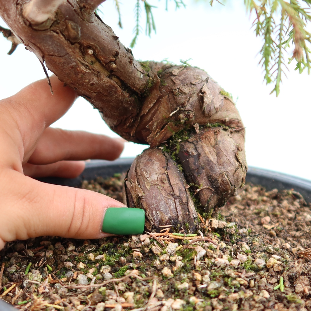 Bonsai da esterno - Juniperus chinensis Itoigawa-Juniperus chinensis