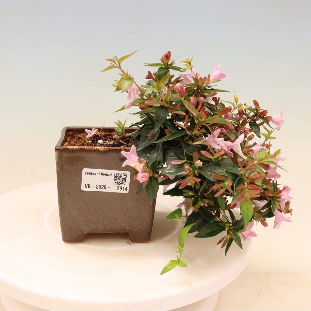 Bonsai da esterno - Abelia Edward Goucher - Abelia a fiore grande