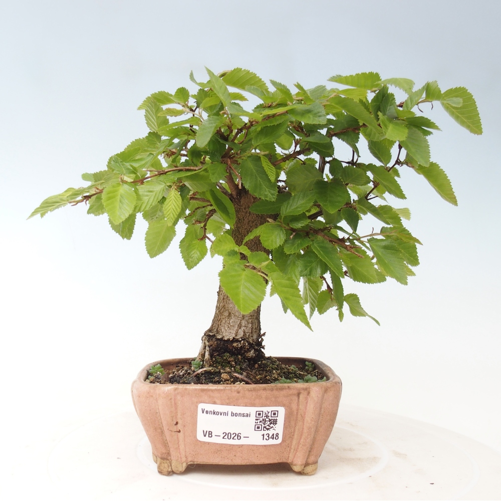 Bonsai da esterno -Carpinus CARPINOIDES - Carpino coreano