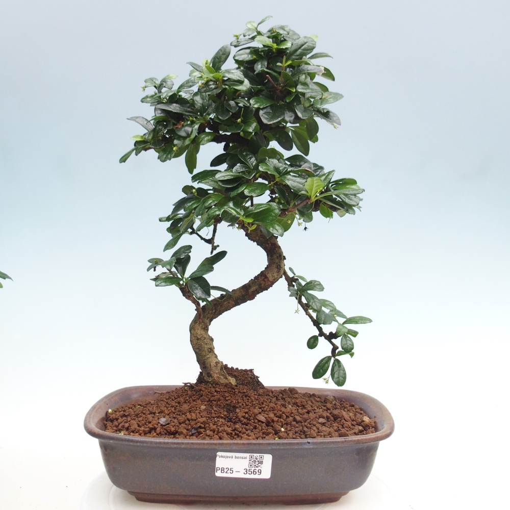 Camera bonsai - Carmona macrophylla - Tea fuki