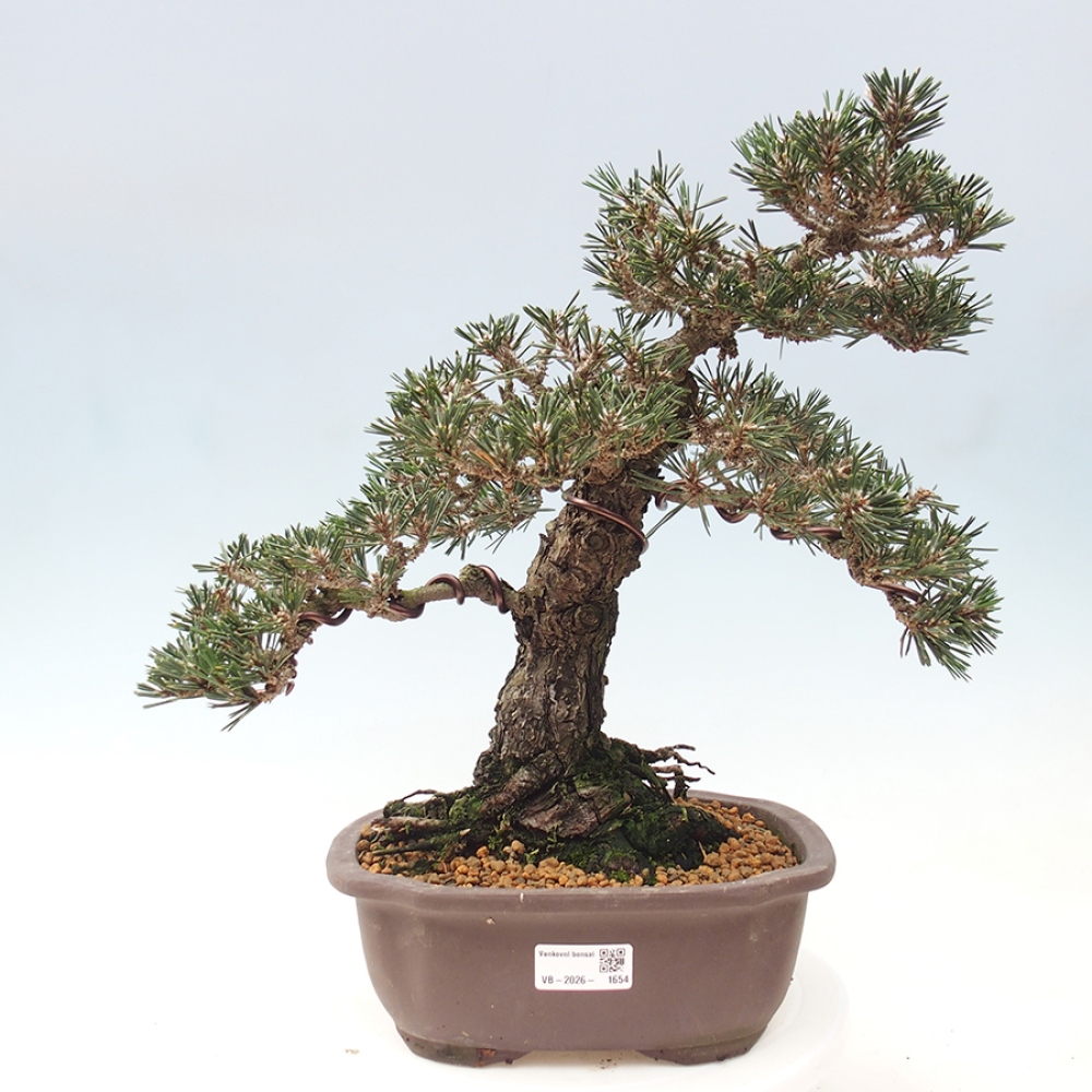 Bonsai da esterno - Pinus thunbergii Kotobuki - Pino di Thunberg