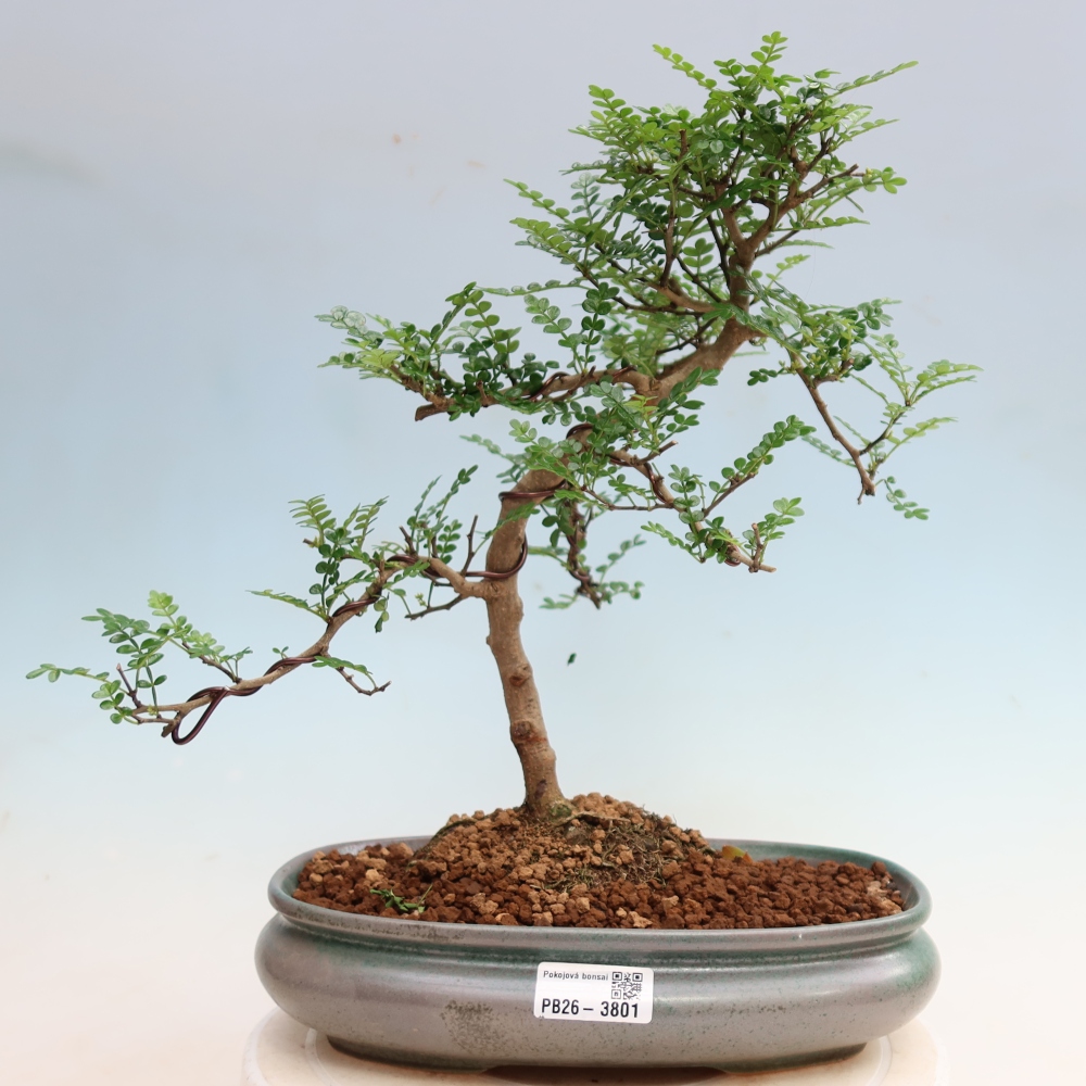 Camera bonsai - Zantoxylum piperitum - albero del pepe