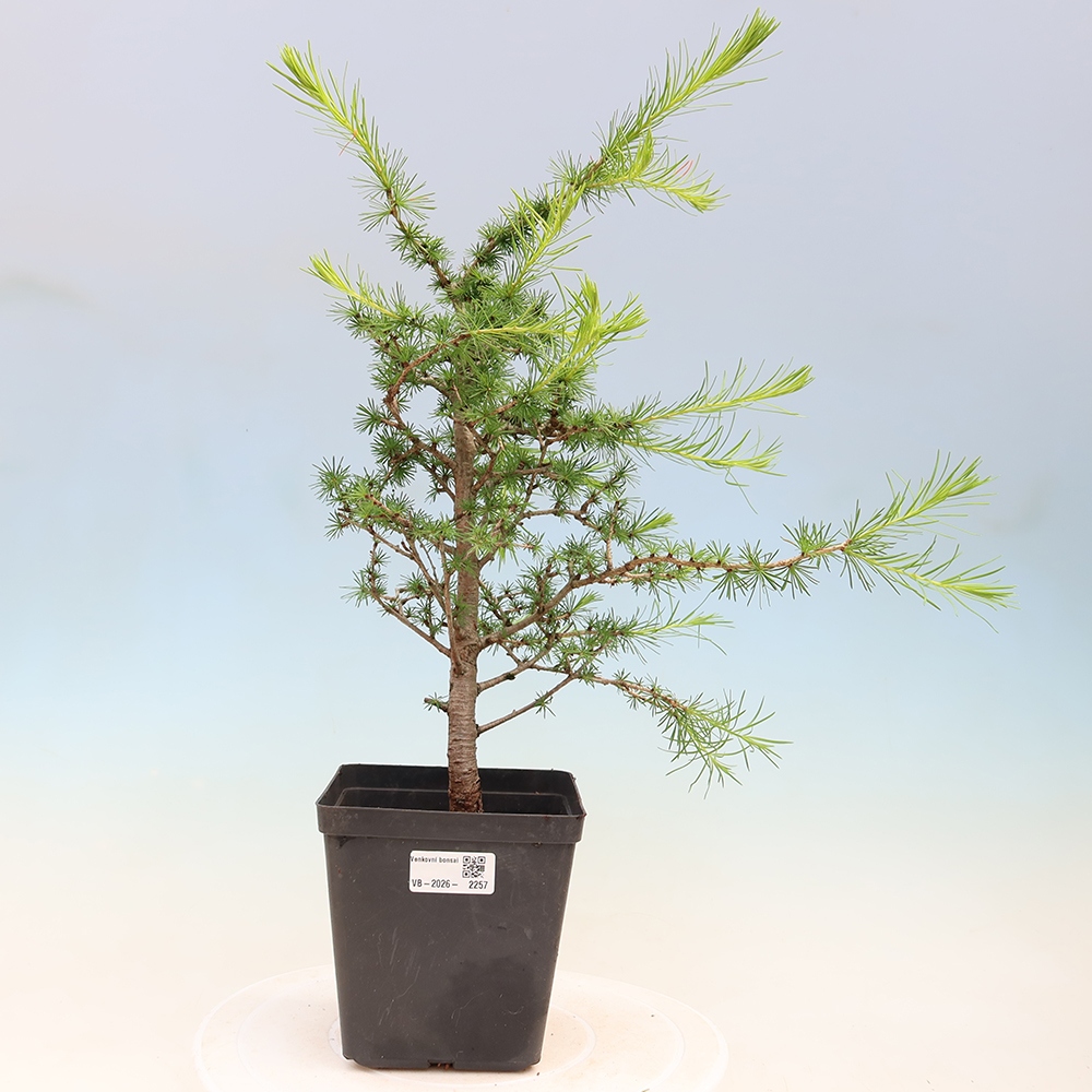 Bonsai da esterno -Larix decidua - Larice
