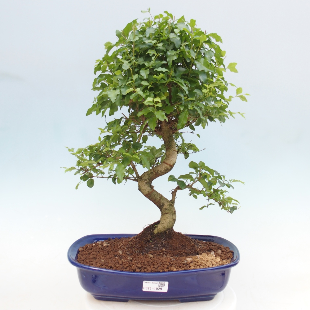 Camera bonsai -Ligustrum chinensis - Becco d'uccello