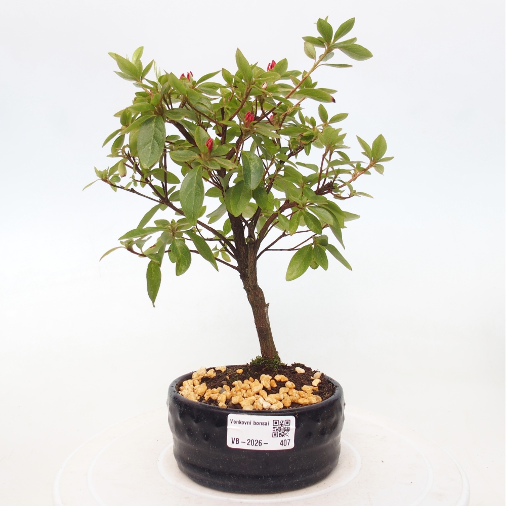 Bonsai da esterno - Azalea giapponese - Azalea sp.