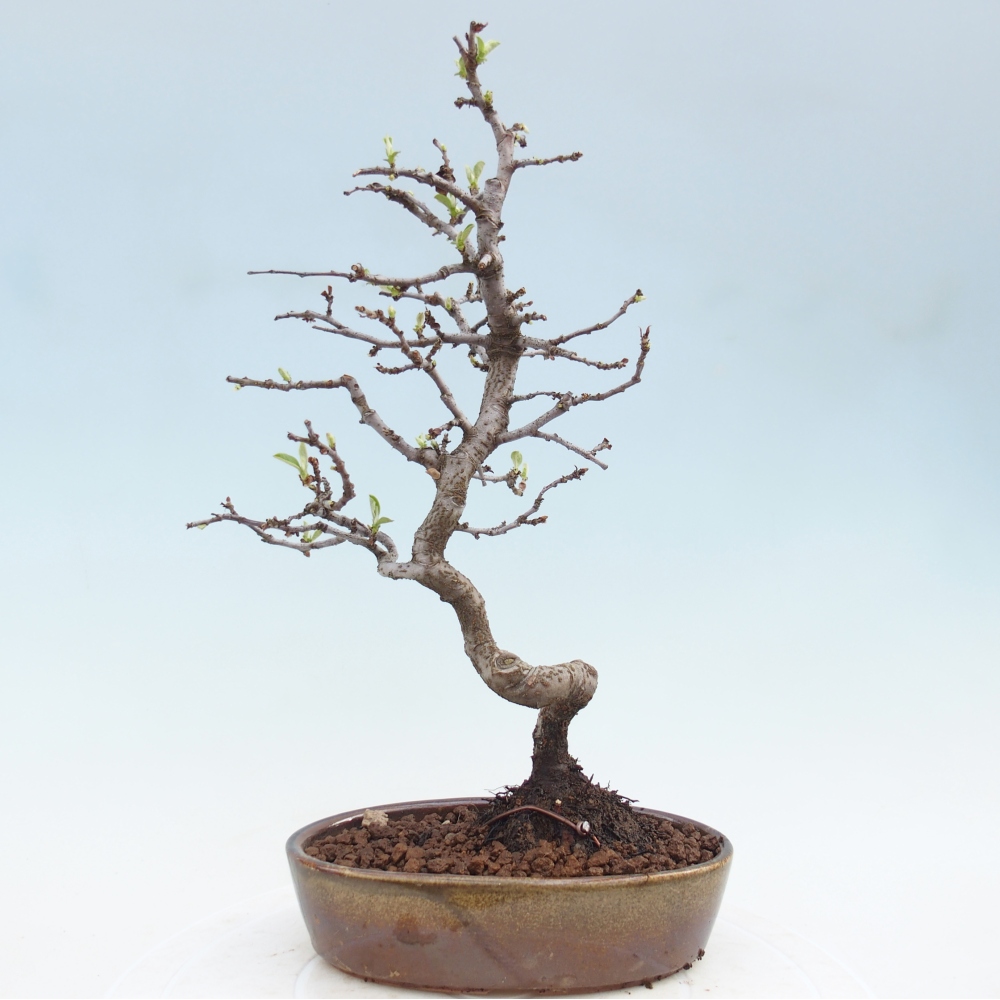 Bonsai da esterno - Chaneomeles chinensis
