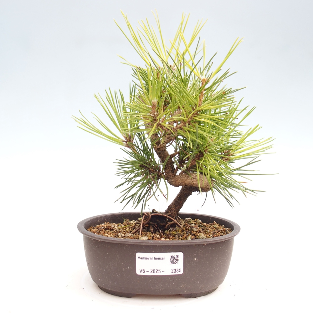 Bonsai da esterno - Pinus thunbergii - Pino di Thunberg