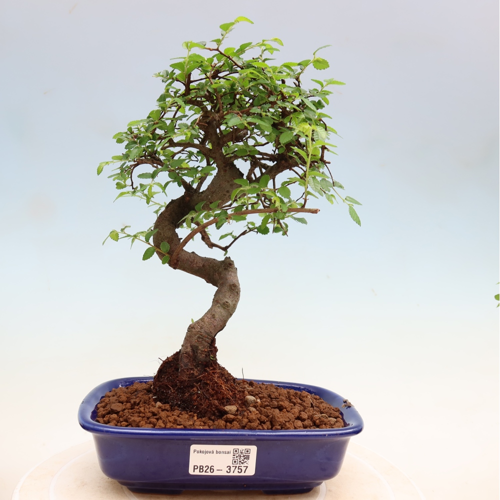 Camera bonsai - Ulmus parvifolia - Olmo a foglie piccole