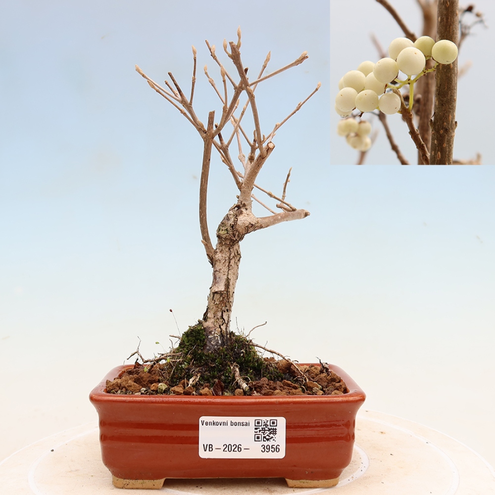 Bonsai da esterno - Callicarpa bodinieri Snowqueen - Callicarpa
