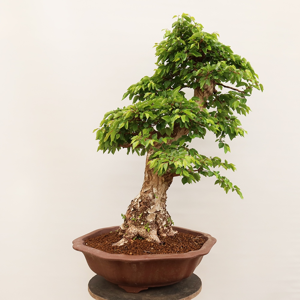 Bonsai da esterno -Carpinus Coreana - Carpino coreano
