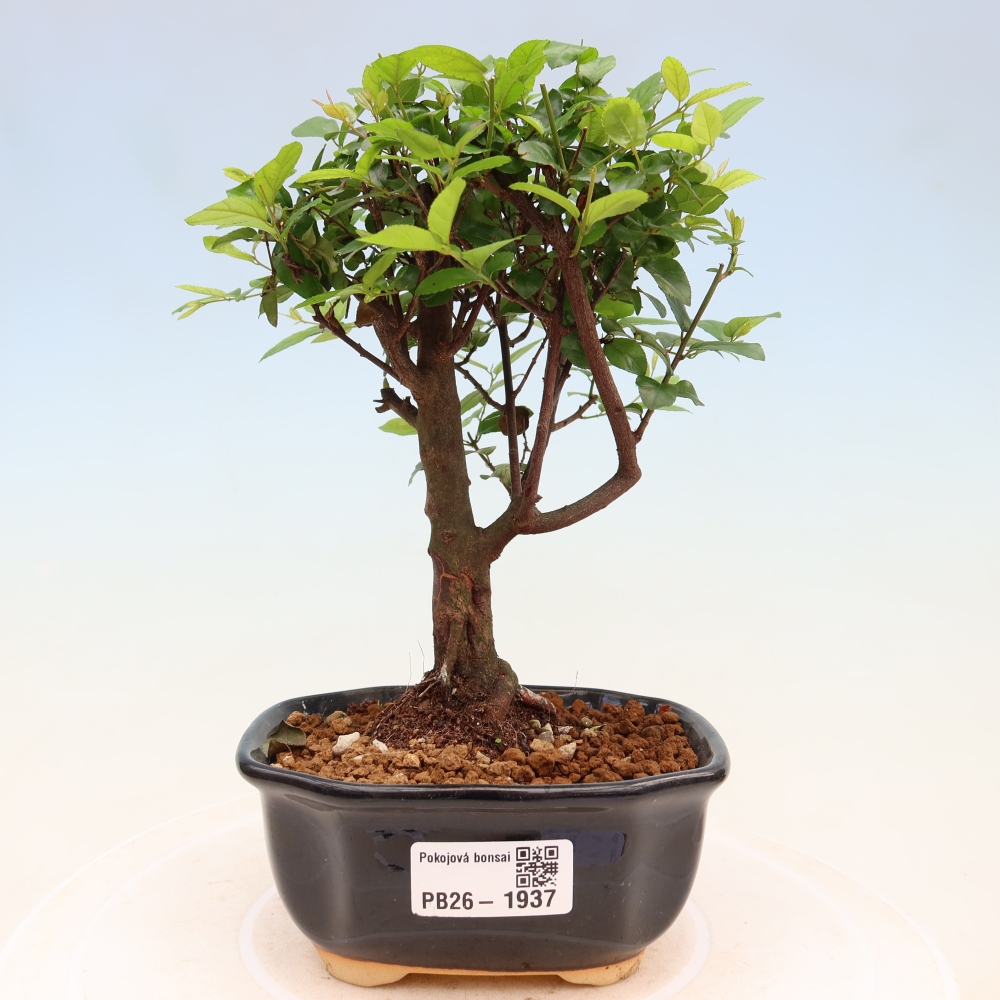 Camera bonsai - Sageretia thea - Sageretia thea