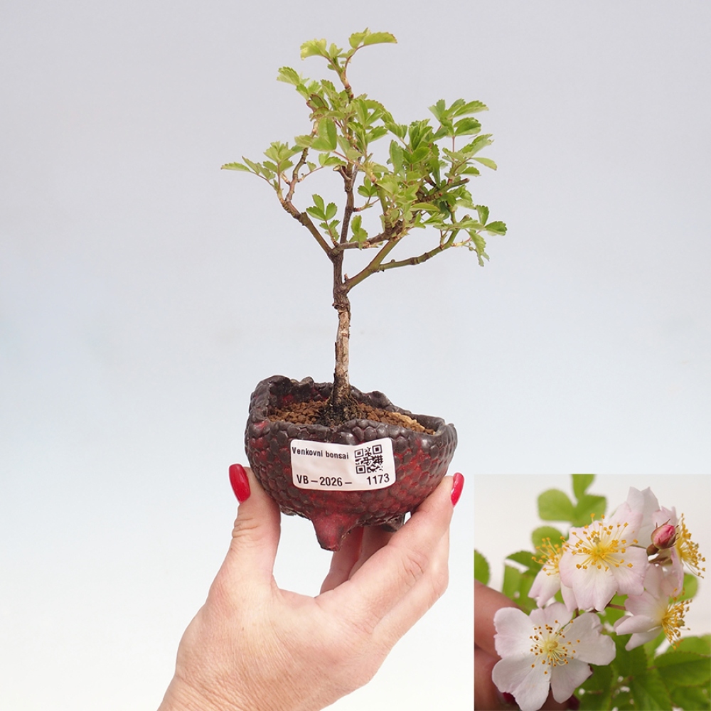 Bonsai da esterno - Rosa sp. - rosa a fiore piccolo