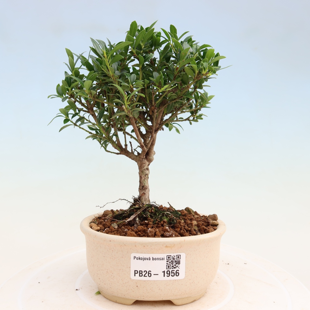Camera bonsai - Ilex crenata - Agrifoglio