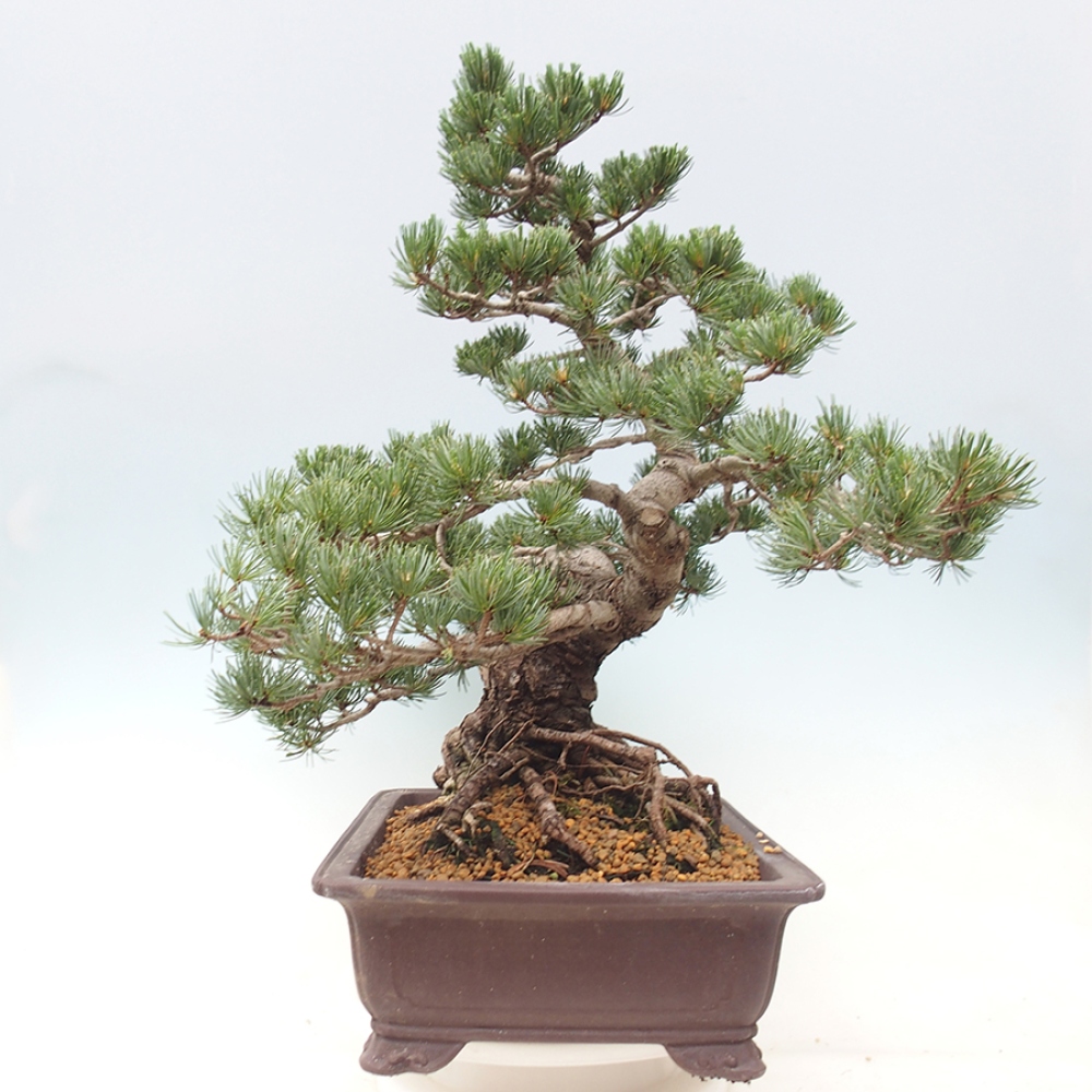 Bonsai da esterno - Pinus parviflora - Pinus parviflora