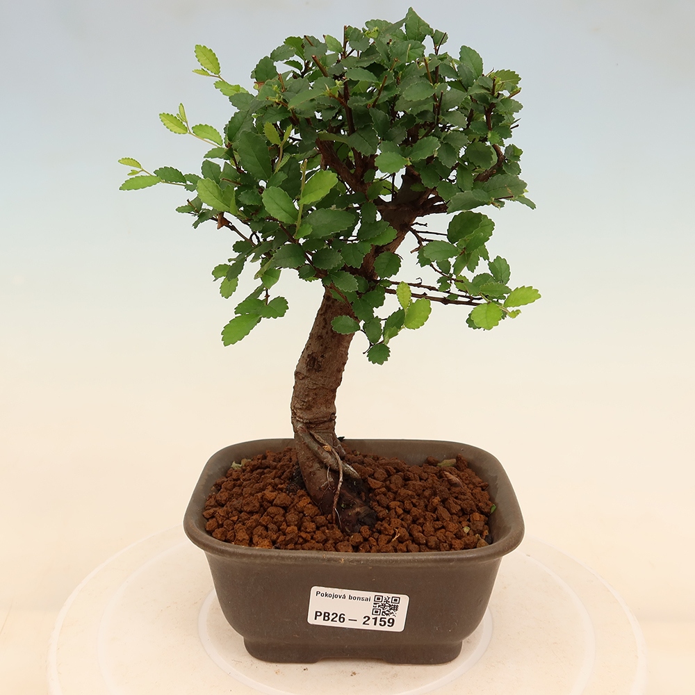 Camera bonsai - Ulmus parvifolia - Olmo a foglie piccole