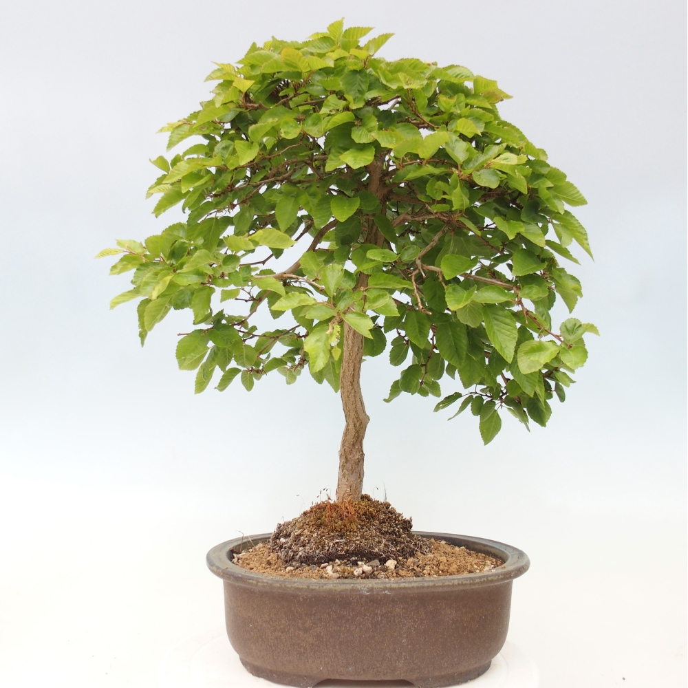 Bonsai da esterno -Carpinus CARPINOIDES - Carpino coreano