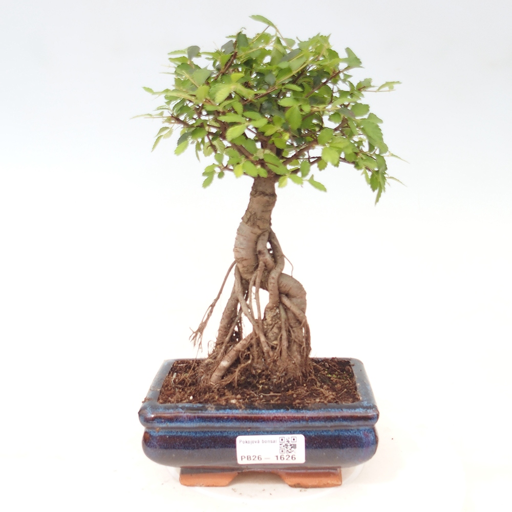 Camera bonsai - Ulmus parvifolia - Olmo a foglie piccole