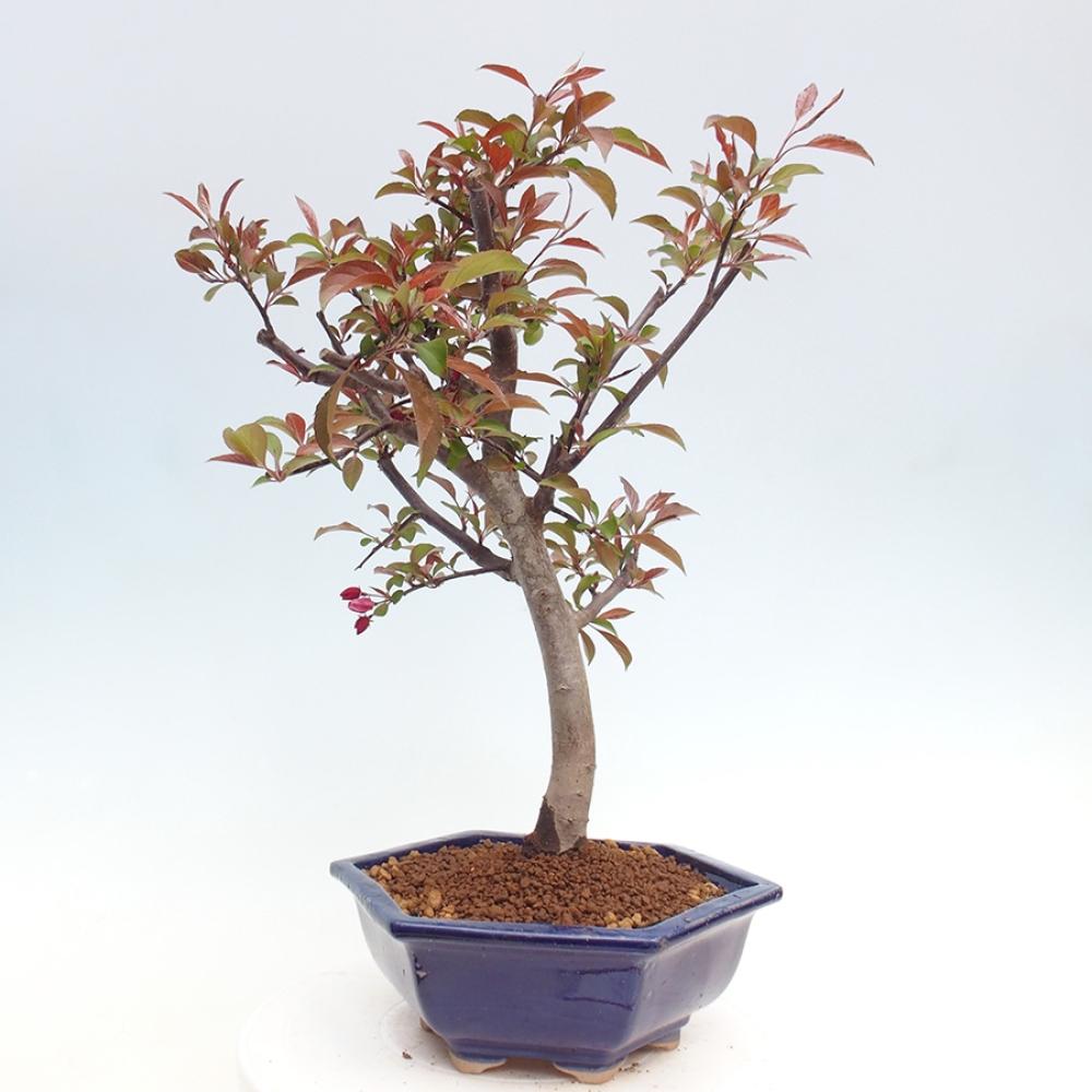 Bonsai da esterno -Malus domestica - Melo a piccoli frutti a foglie rosse