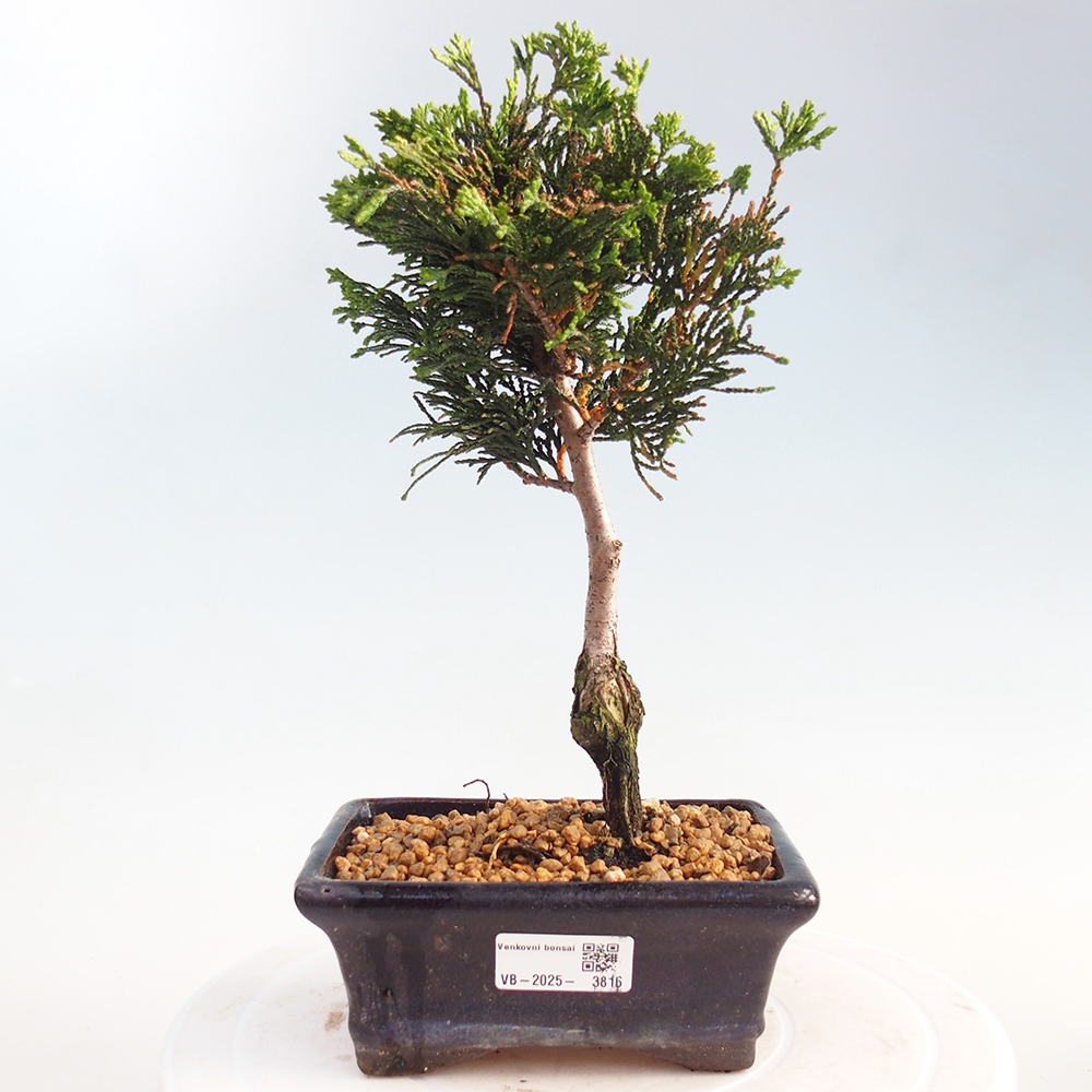 Bonsai da esterno - Cham.pis obtusa Nana Gracilis - Cipresso